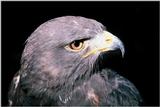 Identification needed for this bird of prey - aat50286.jpg --> Harris' Hawk