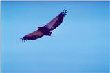 Identification needed for this bird of prey - aat50289.jpg -- bateleur (Terathopius ecaudatus)