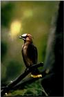 Bohemian Waxwing