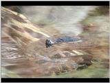 Two Eastern Painted Turtles on a log