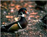 Wood Duck Male (1)