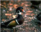 Wood Duck Male (1)