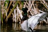 Mallard Duck - aau50205.jpg [1/1]
