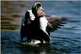 IDENTIFY this duck 1 - aau50206.jpg [1/1]