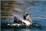 IDENTIFY this duck 2 - aau50207.jpg [1/1]