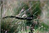 Identification needed for this bird - Can anyone id what bird this is?