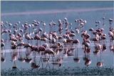 Flamingos (7)