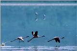 Flamingos (8)