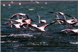 Flamingos (9)