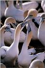 Cape Gannets (1)