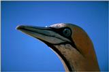 Cape Gannets (2)