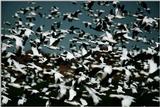 Snow Goose - aax50035.jpg