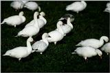 Snow Goose - aax50038.jpg