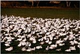 Snow Goose - aax50041.jpg