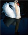 Mute Swan