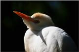 Cattle Egret - aay50077.jpg [1/1]