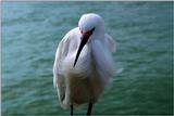Identification needed for this bird - aay50080.jpg (1/1)