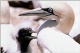 Cape Gannets - aay50083.jpg [1/1]