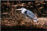 Identification needed for this heron - aay50084.jpg (1/1) = great blue heron (Ardea herodias)