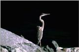 Identification needed for this heron - aay50085.jpg (1/1)