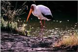 Yellow-billed Stork - aay50087.jpg [1/1]