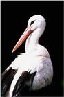 European White Stork