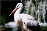 European White Stork