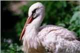 European White Stork