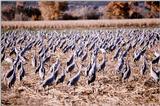 Identification needed - aay50091.jpg -- Sandhill Cranes