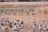 Identification needed - Hooded Cranes? with deers- aay50092.jpg (1/1)