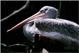 White Pelican - aay50093.jpg (1/1)