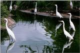 Identification needed - Large Herons? - aay50094.jpg (1/1)