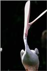 White Pelican - aay50095.jpg (1/1)