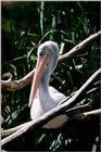 White Pelican - aay50096.jpg (1/1)
