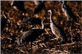 Identification needed - Hooded Cranes? - aay50097.jpg -- Sandhill Cranes