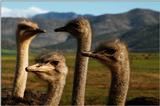 [PIC] Ostrich (2)