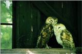 Barn Owl - abb50124.jpg