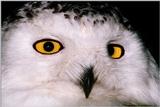Snowy Owl Face Closeup