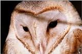 Barn Owl - abb50133.jpg