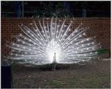 White Peacock - abd50028.jpg - Indian peafowl (Pavo cristatus)