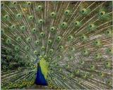 Blue Peacock - abd50029.jpg - Indian peafowl (Pavo cristatus)