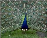 Blue Peacock - abd50030.jpg - Indian peafowl (Pavo cristatus)
