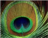 Peacock Feather - abd50031.jpg - blue peafowl (Pavo cristatus)