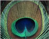 Peacock Feather - abd50032.jpg - blue peafowl (Pavo cristatus)