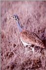 Kori Bustard (?) - abf50019.jpg -- White-bellied Bustard (Eupodotis senegalensis)