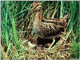 Common Snipe (?) - abh50003.jpg [1/1]