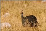 Helmeted Guineafowl - abh50080.jpg [1/1]