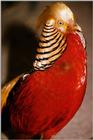 Golden Pheasant - abh50082.jpg [1/1]