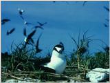 Sooty Tern (?) - abj50011.jpg [1/1]