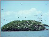 Sooty Terns - abj50013.jpg [1/1]